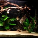1 - Phong cách Biotope - Aquascape & Planted Tank Guide