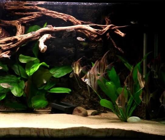 1 - Phong cách Biotope - Aquascape & Planted Tank Guide