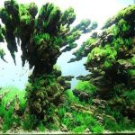 2 - Phong cách Aquascaping (Tiểu cảnh) - Aquascape & Planted Tank Guide