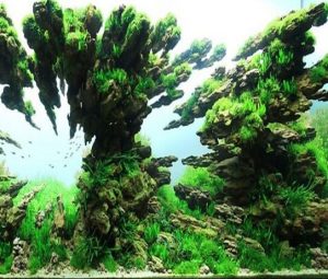 2 - Phong cách Aquascaping (Tiểu cảnh) - Aquascape & Planted Tank Guide