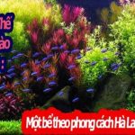 2 - Phong cách Hà Lan (Dutch style) - Aquascape & Planted Tank Guide