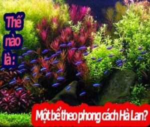 2 - Phong cách Hà Lan (Dutch style) - Aquascape & Planted Tank Guide