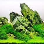 2115 - Phong cách Iwagumi (Phong cách xếp đá) - Aquascape & Planted Tank Guide