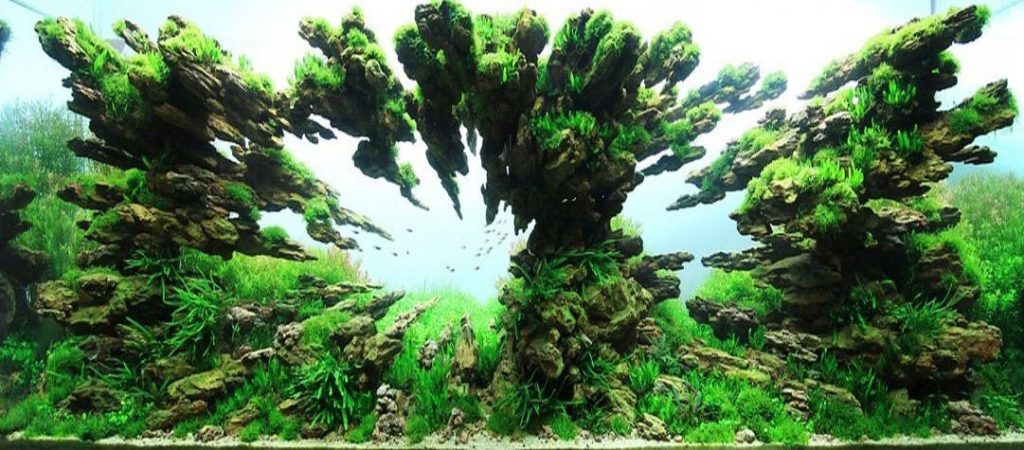 3-Top-10-ho-thuy-sinh-an-tuong-nhat-IAPLC-2012 - Phong cách Aquascaping (Tiểu cảnh) - Aquascape & Planted Tank Guide