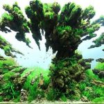 3-Top-10-ho-thuy-sinh-an-tuong-nhat-IAPLC-2012 - Phong cách Aquascaping (Tiểu cảnh) - Aquascape & Planted Tank Guide