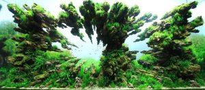 3-Top-10-ho-thuy-sinh-an-tuong-nhat-IAPLC-2012 - Phong cách Aquascaping (Tiểu cảnh) - Aquascape & Planted Tank Guide