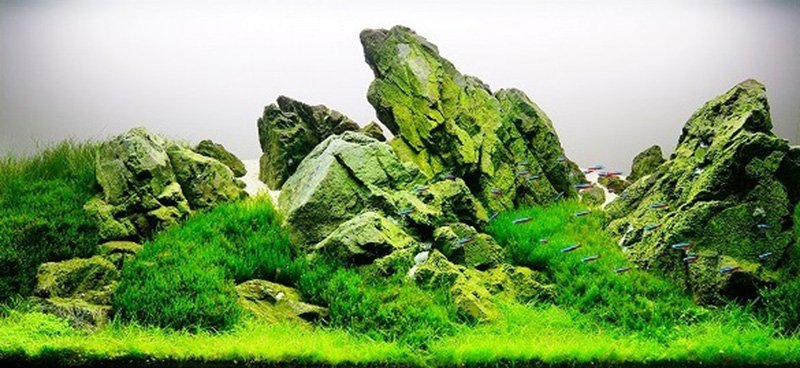 Iwagumi-Aquascape-Style - Aquascape & Planted Tank Guide
