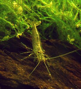 Amano shrimp