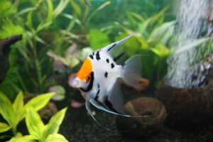 Angelfish (Pterophyllum scalare)