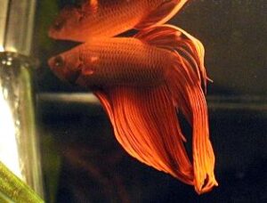 Betta splendens