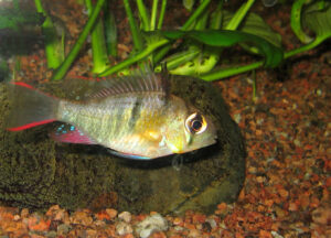 Bolivian ram