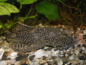 Bristlenose Ancistrus