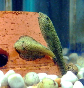 Butterfly hillstream loach