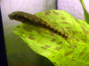 Chinese algae eater