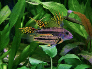 Cockatoo dwarf cichlid (Apistogramma)
