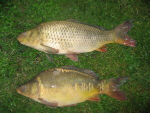 Common carp