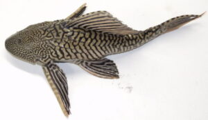 Common pleco / Pterygoplichthys