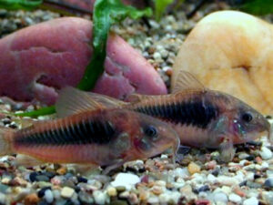 Corydoras aeneus (bronze cory)