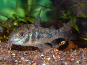 Corydoras paleatus (peppered cory)
