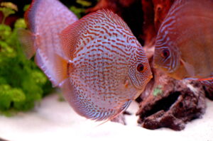 Discus (Symphysodon)