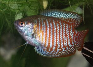 Dwarf gourami