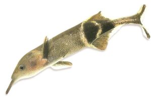 Elephantnose fish