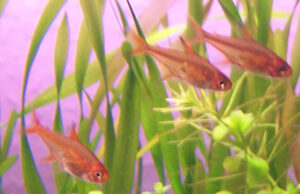 Ember tetra