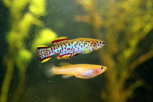 Gardner's killifish