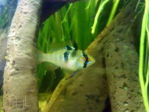 German blue ram