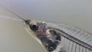 Glass catfish / glass fish