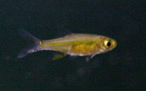 Green neon rasbora (Microdevario)
