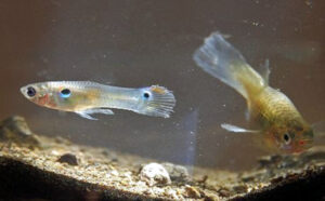 Guppy (Poecilia reticulata)