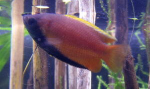 Honey gourami