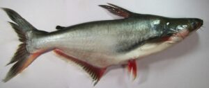 Iridescent shark (Pangasianodon)