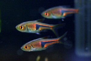 Lambchop rasbora (Trigonostigma espei)
