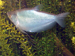 Moonlight gourami