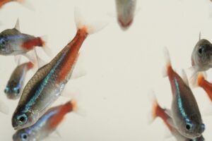 Neon tetra