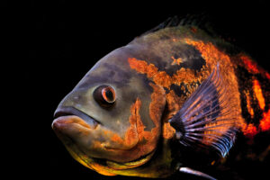 Oscar (Astronotus ocellatus)