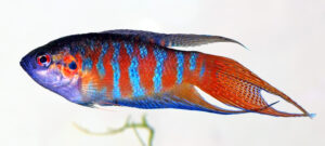 Paradise fish