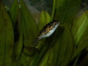 Pea puffer