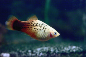 Platy