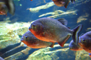 Red-bellied piranha (not for planted community)
