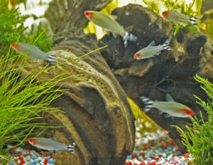 Rummy-nose tetra