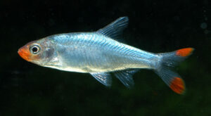 Rummy Sawbwa / naked microrasbora