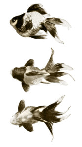 Ryukin goldfish