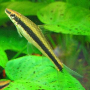 Siamese algae eater