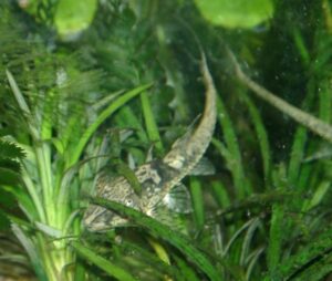 Whiptail catfish (Sturisoma)