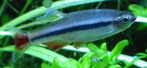 White cloud (Tanichthys micagemmae)
