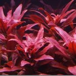 1 - Cách trồng những cây lá đỏ trong hồ thủy sinh - Aquascape & Planted Tank Guide