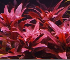 1 - Cách trồng những cây lá đỏ trong hồ thủy sinh - Aquascape & Planted Tank Guide